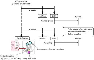 Mouse maternal odontogenic infection with Porphyromonas gingivalis induces cognitive decline in offspring